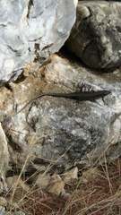 Dalmatolacerta oxycephala