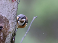 Acanthorhynchus tenuirostris