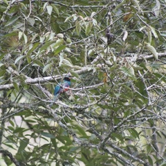 Trogon personatus