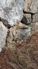 Dalmatolacerta oxycephala