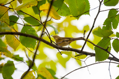 Phylloscopus collybita