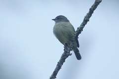 Tyrannulus elatus