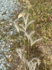 Andropogon ternarius