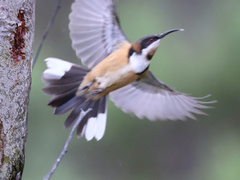 Acanthorhynchus tenuirostris