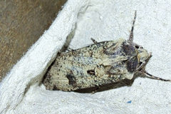 Agrotis trux
