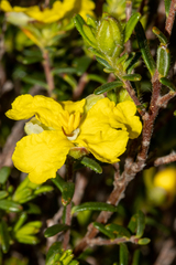Hibbertia riparia