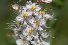 Eremurus tianschanicus