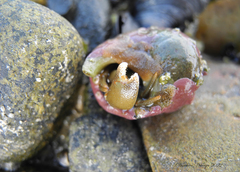 Pagurus granosimanus