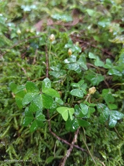 Oxalis griffithii