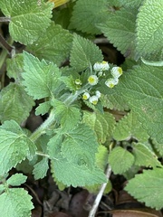Dichrocephala integrifolia integrifolia