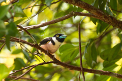 Eurylaimus ochromalus