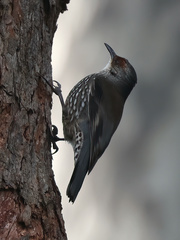 Climacteris erythrops