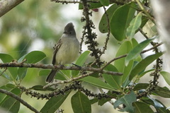 Elaenia