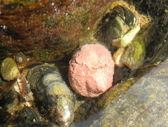 Lithothamnion