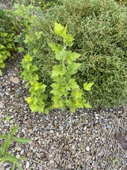 Ribes hirtellum