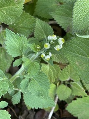 Dichrocephala integrifolia integrifolia