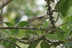 Elaenia