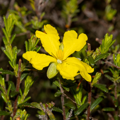 Hibbertia riparia