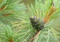 Pinus pumila