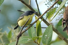 Todirostrum cinereum