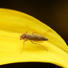 Chironomoidea