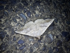 Blasticorhinus unduligera