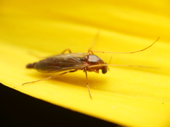 Chironomoidea