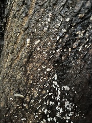 Henningsomyces candidus