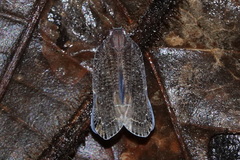 Epiptera