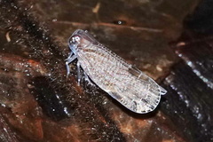 Epiptera