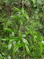 Elaeagnus