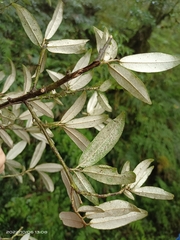 Elaeagnus