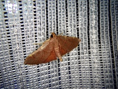 Hypsopygia pelasgalis