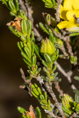 Hibbertia riparia