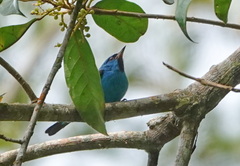 Dacnis cayana