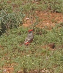 Epthianura tricolor