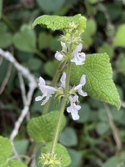 Stachys grandifolia
