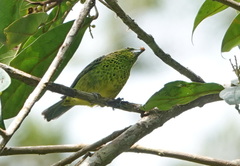 Ixothraupis xanthogastra