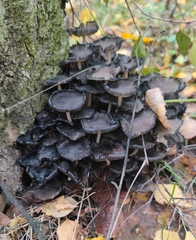 Coprinellus micaceus