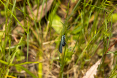 Pollanisus viridipulverulenta