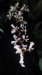 Paederia foetida