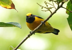 Euphonia xanthogaster