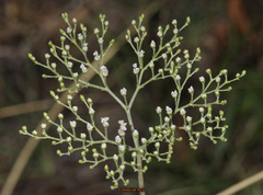 Eriogonum multiflorum