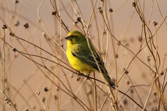 Crithagra flaviventris