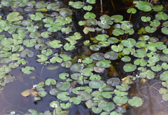 Caltha natans