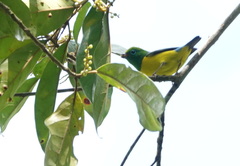 Chlorophonia cyanea