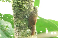 Xiphorhynchus obsoletus