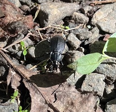 Carabus vinctus