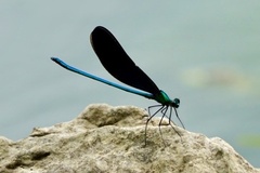 Matrona basilaris