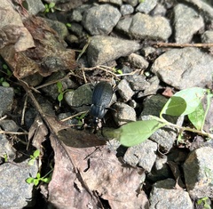 Carabus vinctus